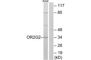 Western Blotting (WB) image for anti-Olfactory Receptor, Family 2, Subfamily G, Member 2 (OR2G2) (C-Term) antibody (ABIN1853208) (OR2G2 Antikörper  (C-Term))