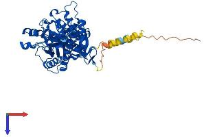 HYAL4 Protein (AA 1-481) (His tag)