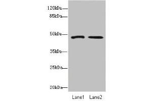 Western blot All lanes: GCM1antibody at 1. (GCM1 Antikörper  (AA 207-436))