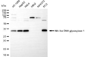 Western blotting analysis using nth like DNA glycosylase 1 antibody (ABIN7799628). (Rekombinanter Nth Endonuclease III-Like 1 (NTHL1) Antikörper)