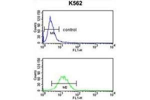 Flow cytometry analysis of K562 cells (bottom histogram) compared to a negative control cell (top histogram) using GPR50  Antibody , followed by FITC-conjugated goat-anti-rabbit secondary antibodies. (GPR50 Antikörper  (Middle Region))