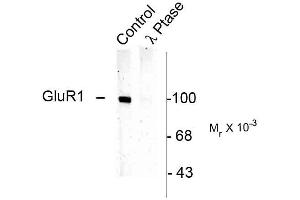 Western blots of rat hippocampal lysate showing specific immunolabeling of the ~100k GluR1 protein phosphorylated at Ser831 (Control). (Glutamate Receptor 1 Antikörper  (pSer831))