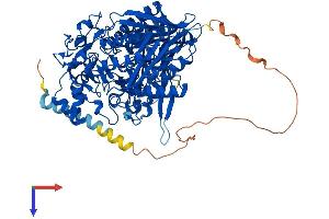 ASAH2 Protein (AA 1-780) (His tag)