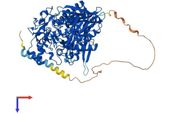ASAH2 Protein (AA 1-780) (His tag)