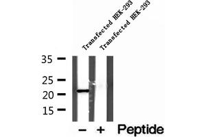 Western blot analysis of extracts of Transfected HEK-293 cells, using GPX7 antibody. (Glutathione Peroxidase 7 Antikörper  (Internal Region))