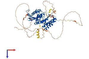 PIP5K1B Protein (AA 1-539) (His tag)