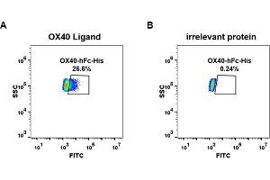 cell line transfected with irrelevant protein  (B) and human OX40 Ligand  (A) were surface stained with Human OX40, hFc-His tagged protein (ABIN6961095, ABIN7042219 and ABIN7042220) 1 μg/mL followed by Alexa 488-conjugated anti-human IgG secondary antibody. (TNFRSF4 Protein (AA 29-216) (Fc-His Tag))