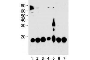 PIN1 antibody western blot analysis in 1) HeLa, 2) 293, 3) mouse NIH3T3, 4) rat PC-12, 5) COS-7 cell line, 6) mouse brain, and 7) rat brain tissue lysate. (PIN1 Antikörper)