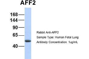 Hum. (AFF2 Antikörper  (N-Term))
