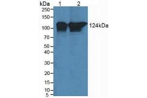 Figure. (POLD1 Antikörper  (AA 41-254))