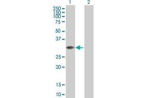 Western Blot analysis of MLF2 expression in transfected 293T cell line by MLF2 MaxPab polyclonal antibody. (MLF2 Antikörper  (AA 1-248))