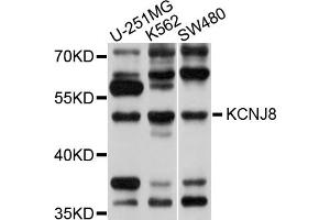 Western blot analysis of extracts of various cell lines, using KCNJ8 antibody (ABIN5998036) at 1/1000 dilution. (KCNJ8 Antikörper)