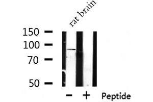 Western blot analysis of extracts of Rat brain lysate, using TLR1 antibody.