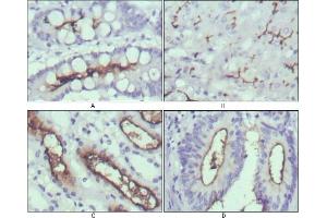 Immunohistochemical analysis of paraffin-embedded human normal stomach (A), normal liver (B), normal kidney (C) and rectum cancer tissues (D) using WNT10B mouse mAb with DAB staining.