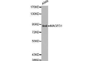 Western blot analysis of A549 cell lysate using MAGED1 antibody. (MAGED1 Antikörper  (AA 635-834))