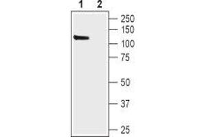 Western blot analysis of rat brain lysate:1. (Hyperpolarization Activated Cyclic Nucleotide-Gated Potassium Channel 1 (HCN1) Peptid)