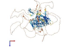 ARIP4 Protein (AA 1-1466) (His tag)
