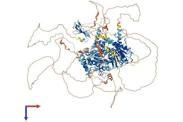 ARIP4 Protein (AA 1-1466) (His tag)