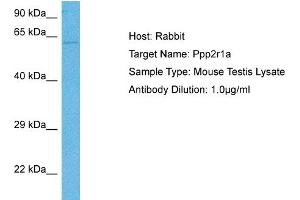 Host: Mouse Target Name: PPP2R1A Sample Tissue: Mouse Testis Antibody Dilution: 1ug/ml (PPP2R1A Antikörper  (N-Term))