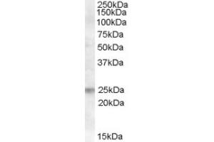 Image no. 1 for anti-Fas Apoptotic Inhibitory Molecule (FAIM) (Internal Region) antibody (ABIN375120) (FAIM Antikörper  (Internal Region))