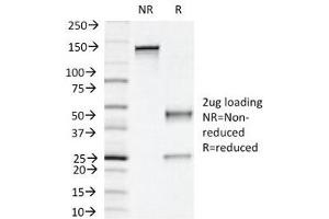 SDS-PAGE Analysis of Purified, BSA-Free Napsin A Antibody (clone NAPSA/1239). (NAPSA Antikörper)