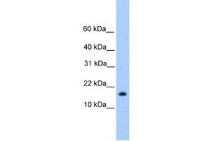 Western Blotting (WB) image for anti-Centromere Protein W (CENPW) antibody (ABIN2459750) (CENPW Antikörper)