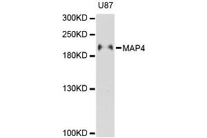 Western blot analysis of extracts of U-87MG cells, using MAP4 antibody (ABIN5996352) at 1:3000 dilution. (MAP4 Antikörper)