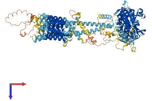 ADCY7 Protein (AA 1-1099) (His tag)