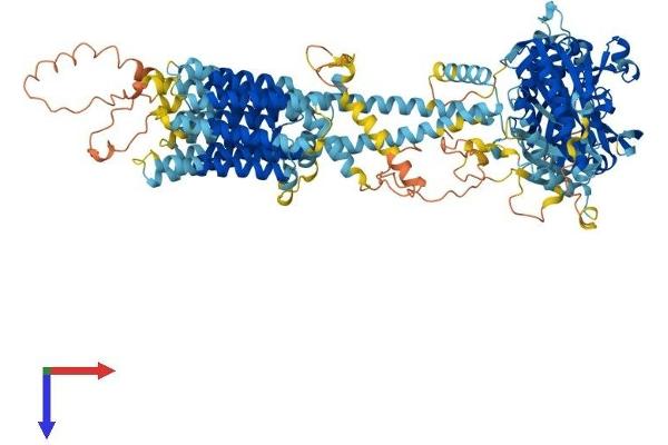 ADCY7 Protein (AA 1-1099) (His tag)