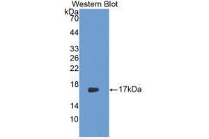 Western blot analysis of recombinant Rabbit IL17. (IL-17 Antikörper  (AA 21-153))