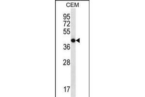 OR7G2 Antibody (C-term) (ABIN657257 and ABIN2846354) western blot analysis in CEM cell line lysates (35 μg/lane). (OR7G2 Antikörper  (C-Term))