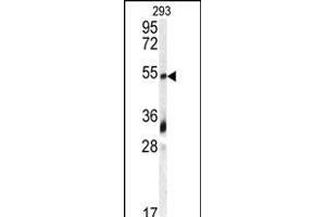 Western blot analysis of anti-GDF10 Antibody (N-term) (ABIN388813 and ABIN2839131) in 293 cell line lysates (35 μg/lane). (GDF10 Antikörper  (N-Term))