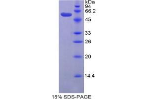 SDS-PAGE analysis of Mouse Granzyme D Protein.