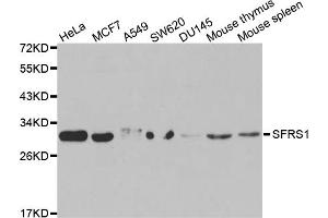 Western blot analysis of extracts of various cell lines, using SRSF1 antibody (ABIN5970815) at 1/1000 dilution. (SRSF1 Antikörper)