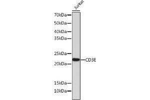 CD3 epsilon anticorps