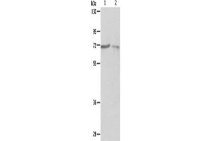 Western Blotting (WB) image for anti-Protein-tyrosine Phosphatase 1C (PTPN6) antibody (ABIN2422132) (SHP1 Antikörper)
