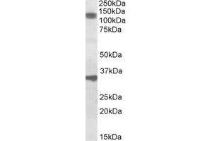 Image no. 1 for anti-Cell Division Cycle and Apoptosis Regulator 1 (CCAR1) (AA 901-912) antibody (ABIN466867) (CCAR1 Antikörper  (AA 901-912))