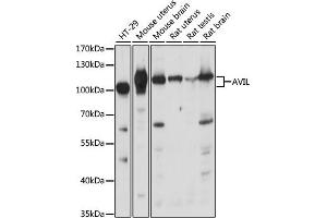 Western blot analysis of extracts of various cell lines, using AVIL antibody (ABIN7265508) at 1:1000 dilution. (Advillin Antikörper  (AA 470-819))
