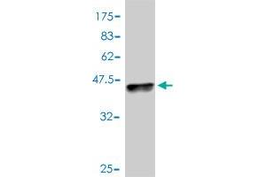 Western Blot detection against Immunogen (37. (PD-L1 Antikörper  (AA 141-240))