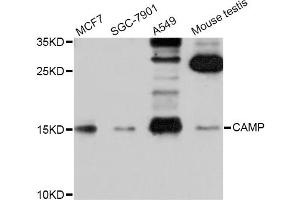 Western blot analysis of extracts of various cell lines, using CAMP Antibody (ABIN5970809) at 1/1000 dilution. (Cathelicidin Antikörper)