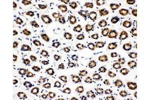 IHC-P: SDHC antibody testing of rat gastric tissue (SDHC Antikörper  (N-Term))