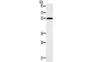Western Blotting (WB) image for anti-Bone Morphogenetic Protein 6 (BMP6) antibody (ABIN2434349) (BMP6 Antikörper)