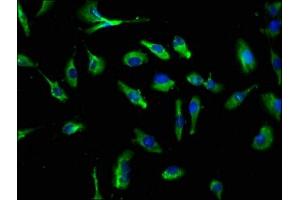 Immunofluorescence (IF) image for anti-C-Type Lectin Domain Family 4, Member E (CLEC4E) (AA 41-219) antibody (ABIN7146077)