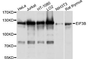 Western blot analysis of extracts of various cell lines, using EIF3B antibody (ABIN4903561) at 1:1000 dilution. (EIF3B Antikörper)