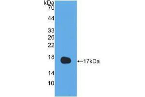 Western blot analysis of recombinant Human IL13. (IL-13 Antikörper  (AA 25-146))