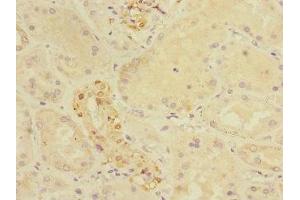 Immunohistochemistry of paraffin-embedded human kidney tissue using ABIN7149052 at dilution of 1:100 (CRIP1 Antikörper  (AA 1-77))