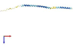 MRFAP1 Protein (AA 1-127) (His tag)