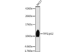 Western blot analysis of extracts of MCF7 cells, using TFF1/pS2 antibody (ABIN7270972) at 1:1000 dilution. (TFF1 Antikörper  (pSer2))