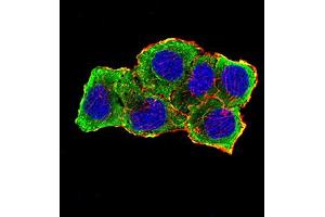 Immunofluorescence (IF) image for anti-Aurora Kinase A (AURKA) (AA 268-404) antibody (ABIN5611121)
