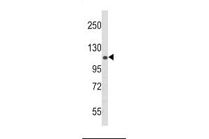 Western blot analysis of PERK Antibody (N-term ) (ABIN392617 and ABIN2842134) in 293 cell line lysates (35 μg/lane). (PERK Antikörper  (N-Term))